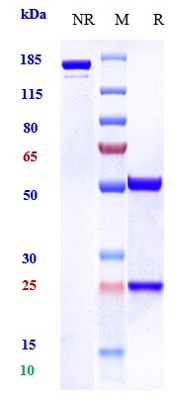 WB - Anti-MUC1 Reference Antibody (clivatuzumab-MMAE) APR10986